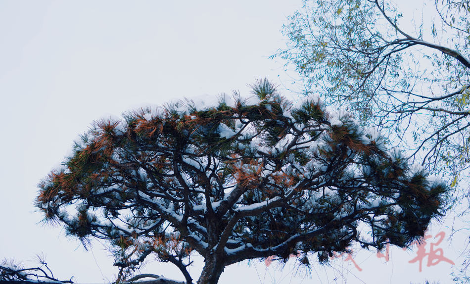 小风|分享雪景！还要注意这个东西