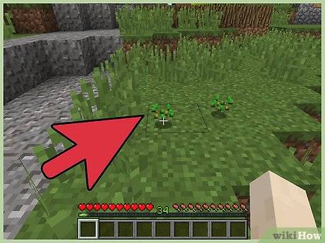 如何在minecraft中播种 植物