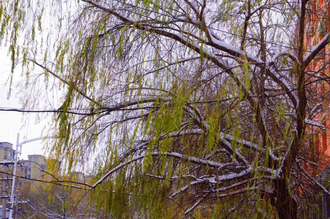 小风|分享雪景！还要注意这个东西