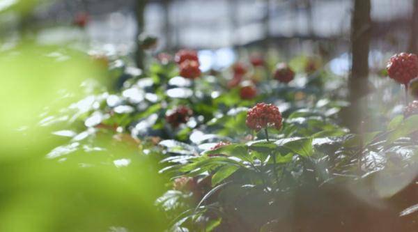 历史|文山三七宣传片——《时光里的三七》