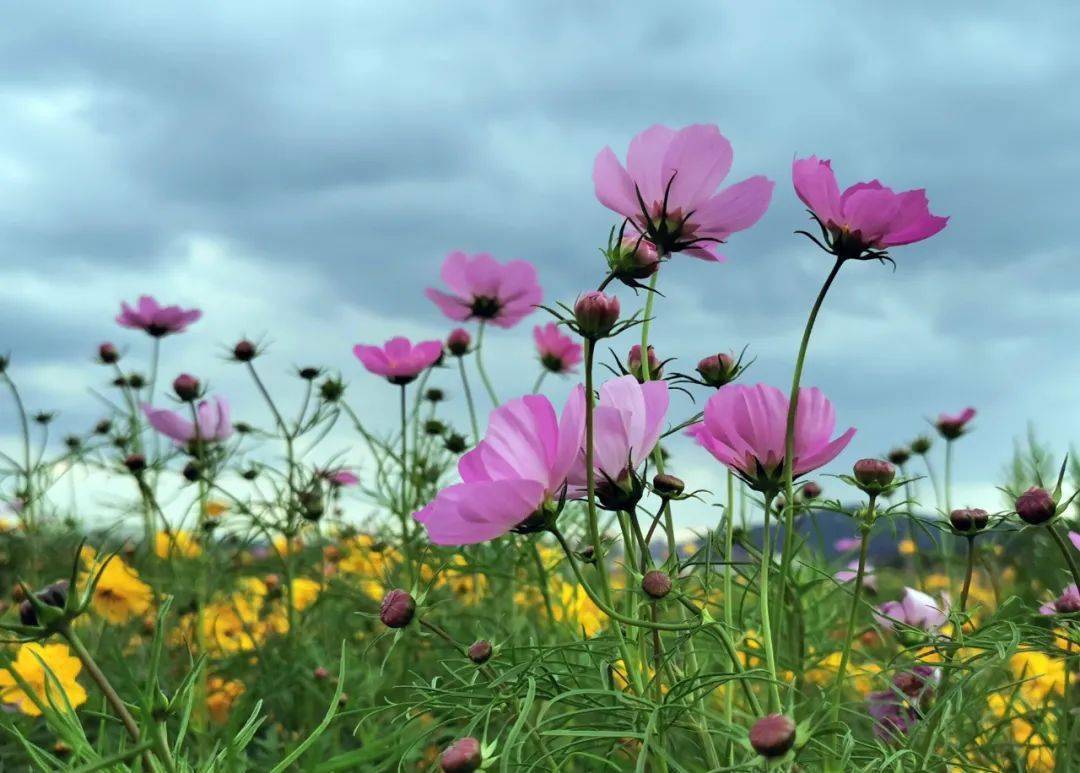 海边看"海",咸祥镇的这一片波斯菊和格桑花又到了盛放期_花海