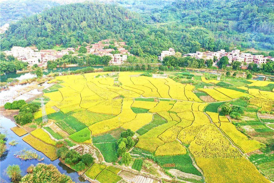 新兴稻田黄了快来欣赏家乡这种美景