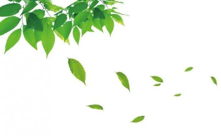 制作一款创意的树叶剪影