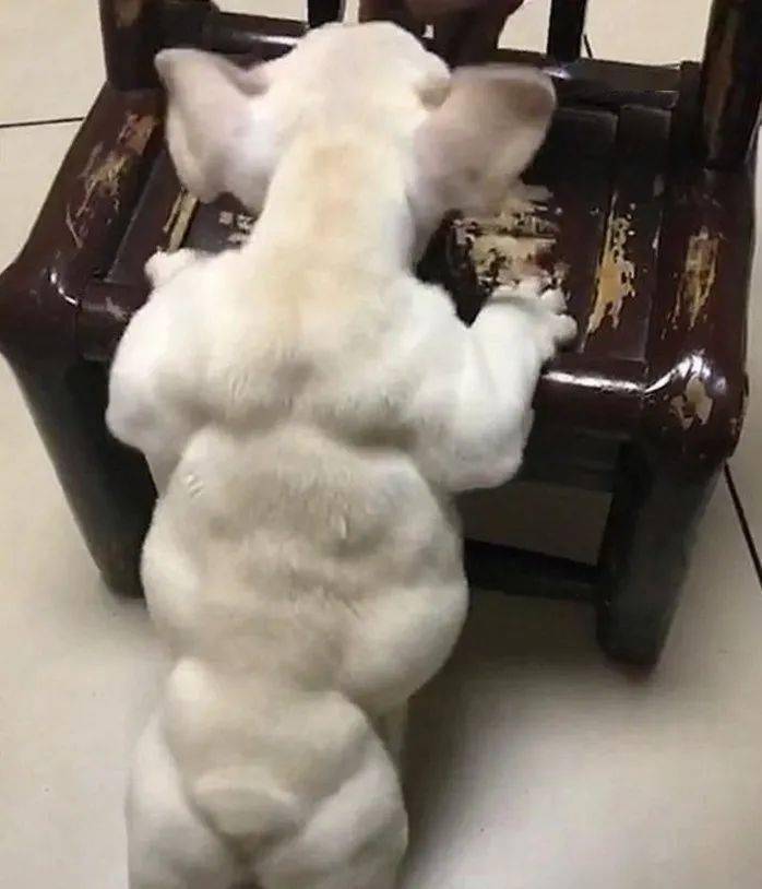 狗狗迷恋健身竟然练成肌肉狗我保证这不是ps出来的