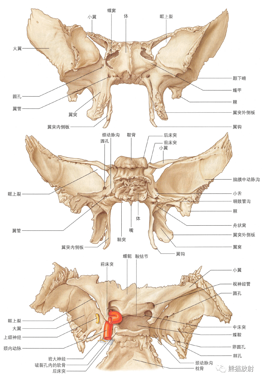 颌面部肌肉断层解剖图片