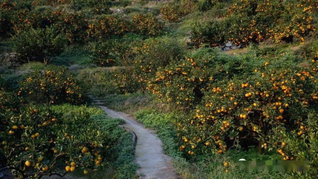 今年的涌泉蜜橘来啦!皮薄,肉甜,多汁,无核,吃它!_橘子