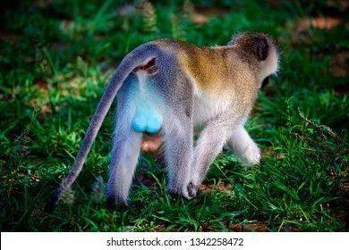 猴子睾丸图片
