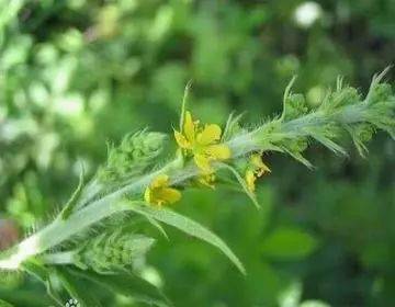 客家人常用的17种青草药你认识几种