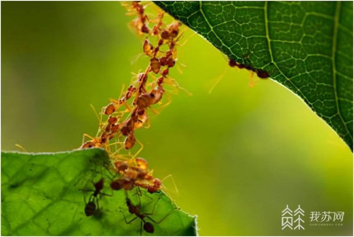生物|研究新发现：2.5亿年前的昆虫如何在大灭绝中“逃生”