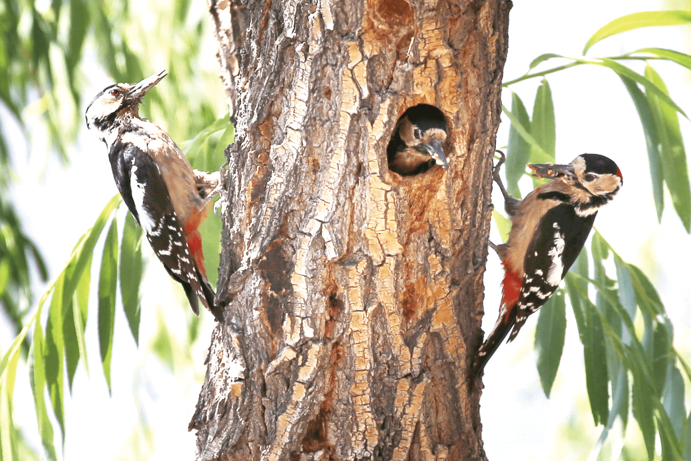 引来啄木鸟 看好一片林金川区补齐生态链治好树木天牛"癌症"