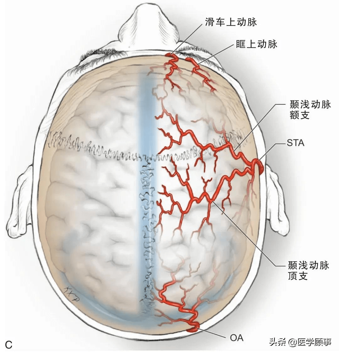 头皮干动脉图片