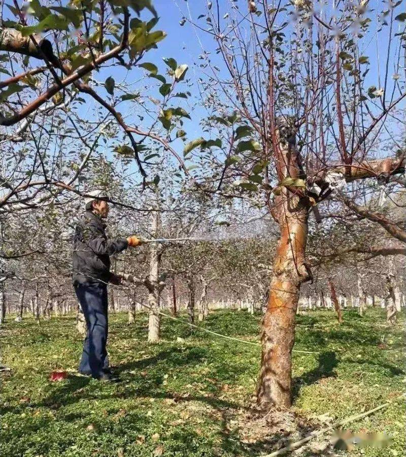 【清园】苹果树冬季清园方案!_进行