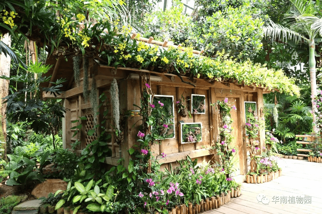 你知道韶关市市花——兰花的光辉史吗?