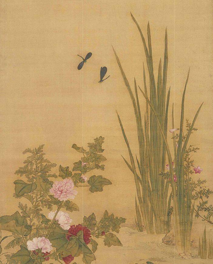 菖蒲水草之精英神仙之灵药
