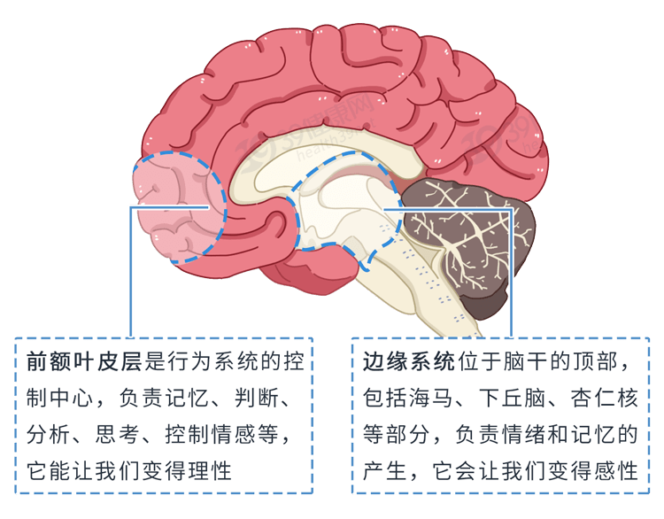 若你身边有,请给点关爱_大脑