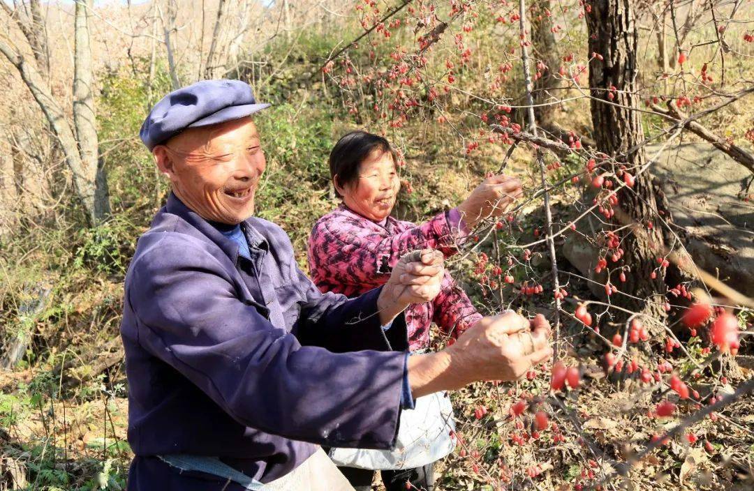 生态环境优良有利条件,在火庙村引导群众积极种植中药材山茱萸,使山
