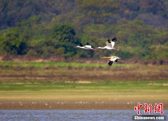 鄱阳湖|江西鄱阳湖湖口水域迎来越冬白鹤群