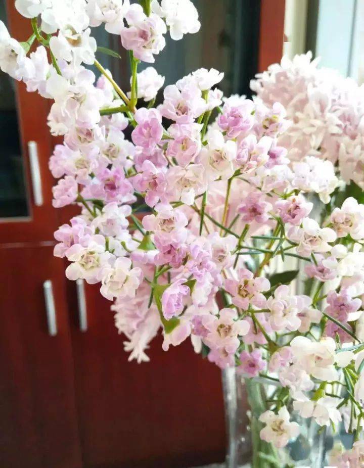 澳梅 | 拥有东方古典美_蜡花