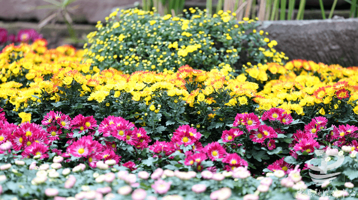 惊艳！忠州这条“菊花街”，你知道在哪里？