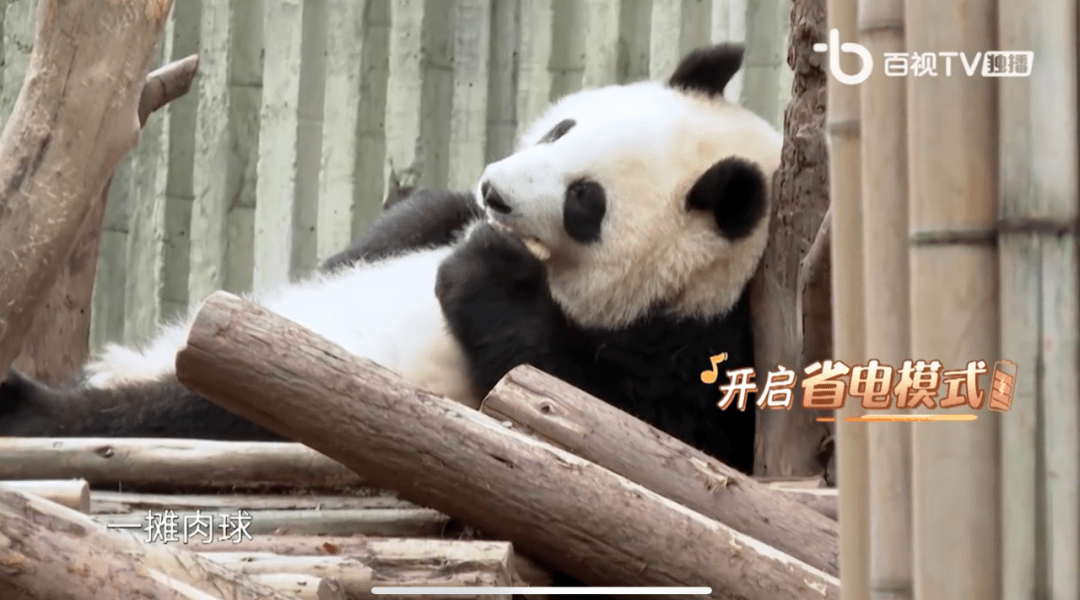 成都|婉转之声“飞入寻常百姓家”,透过《一路唱响》再谈音乐综艺创新