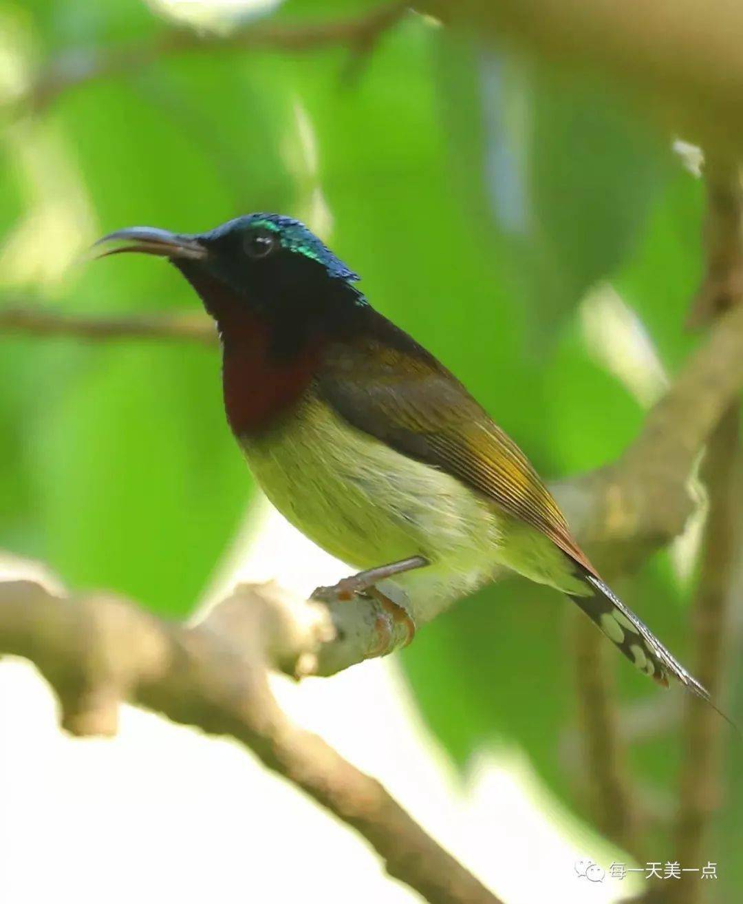 叉尾太陽鳥又叫燕尾太陽鳥,也被稱為