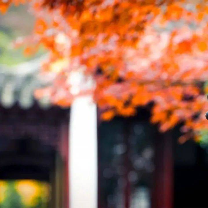 姑苏见:晚明枫雅。_天平