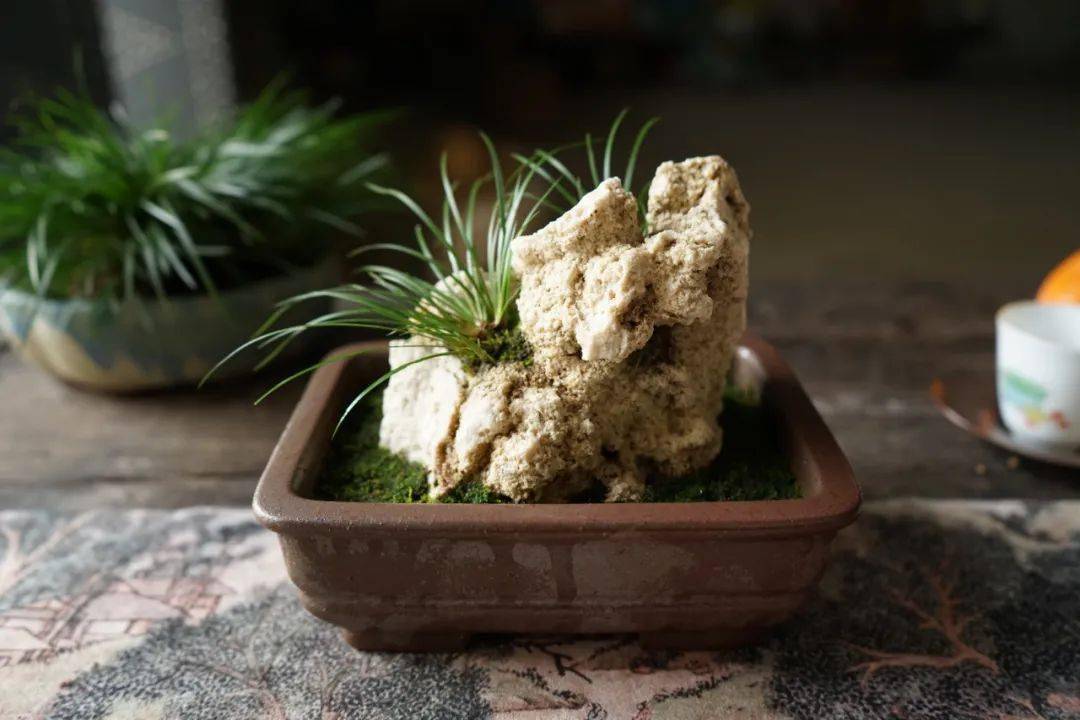 清闲无事种菖蒲_虎须