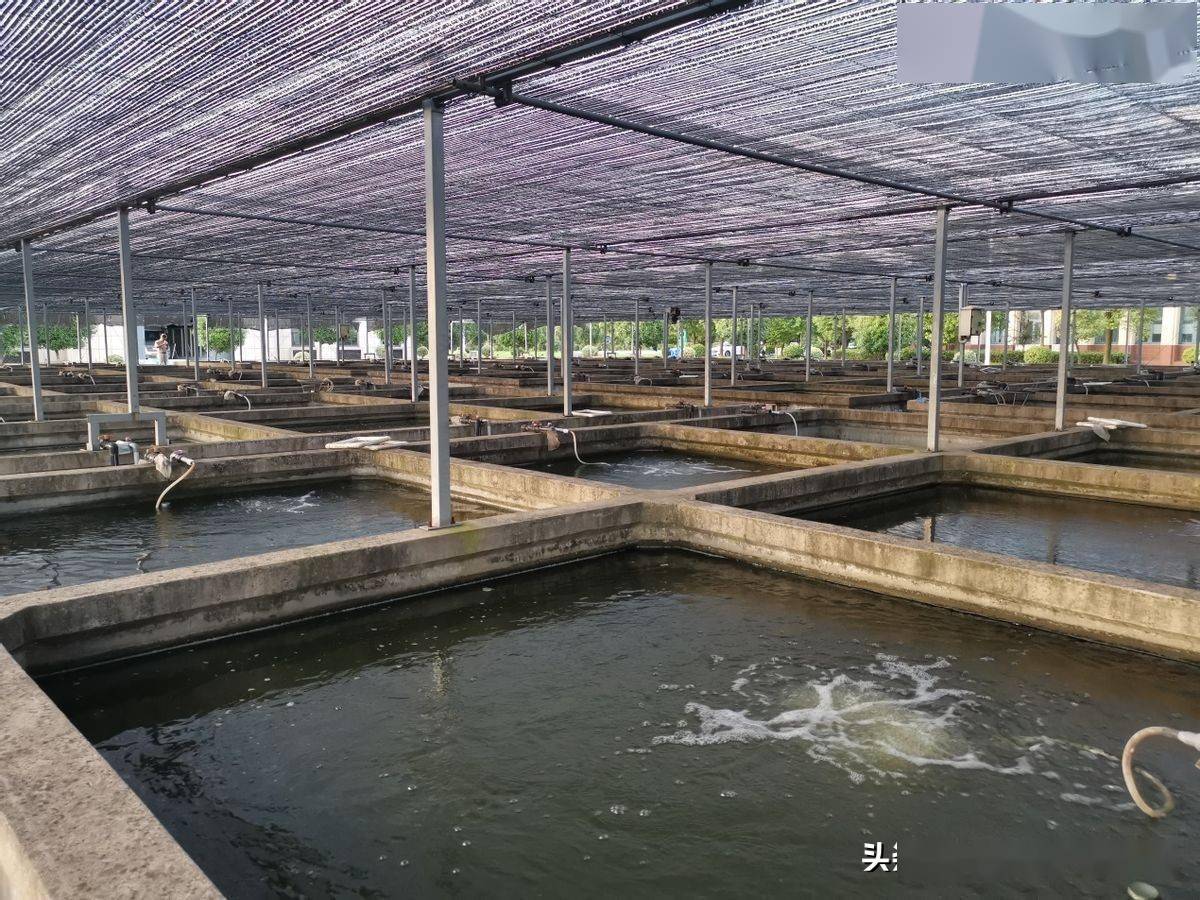 苗种培育阶段的水泥池水产养殖网:人工繁育小龙虾苗成本是不是很高