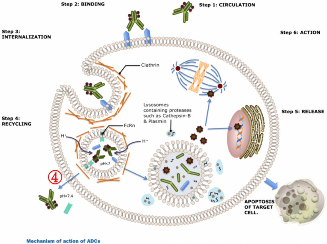 图示抗体偶联药物抗肿瘤机制
