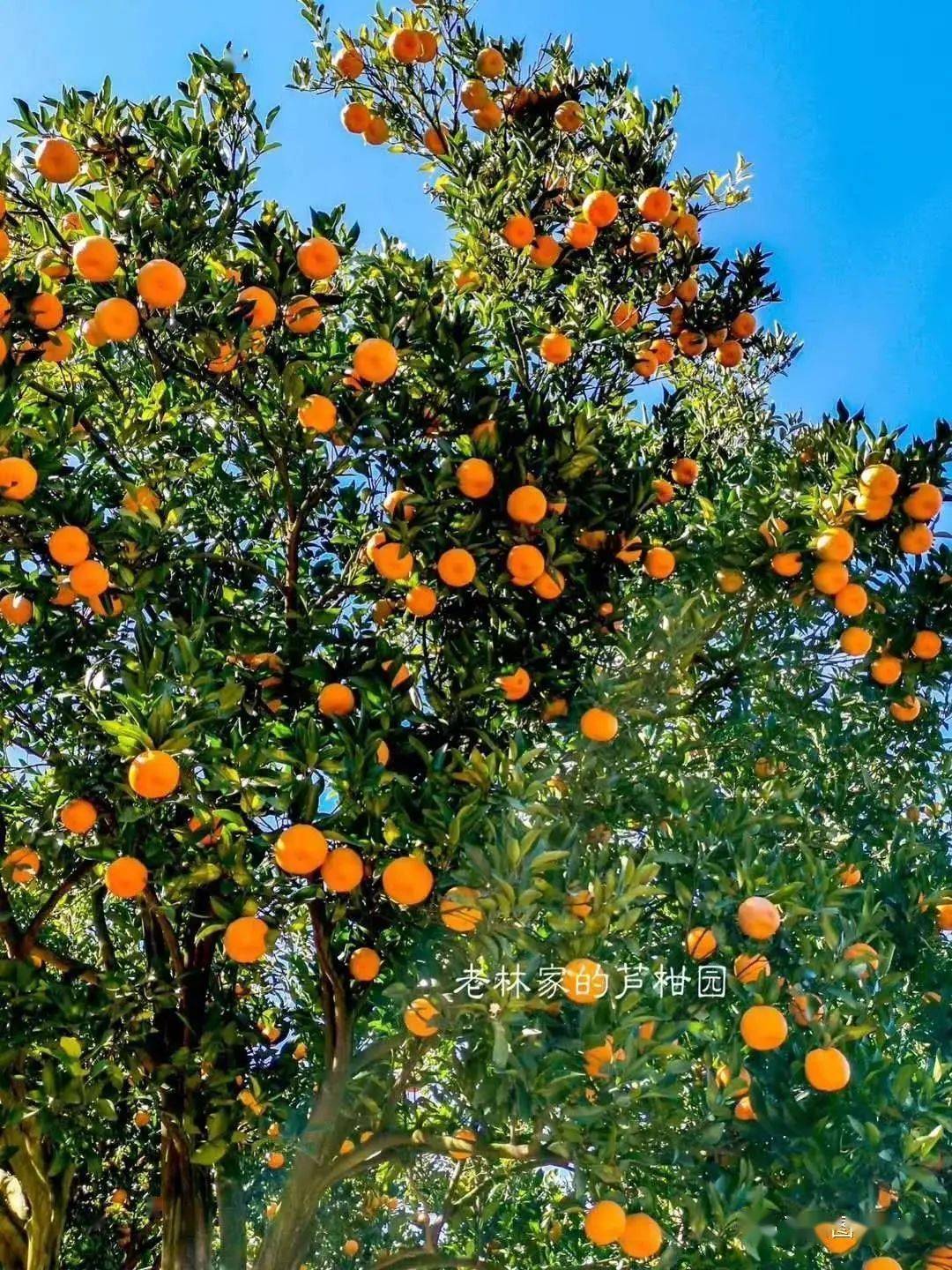 永春芦柑成熟啦快去采摘吧不可错过的当季美味