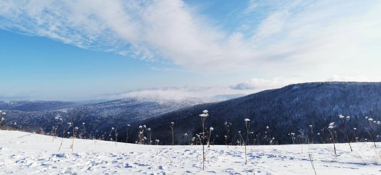 景区|雪深超一米 凤凰山高山雪原“风姿”初现