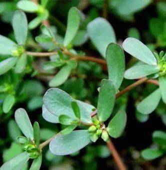 他笔下的植物,绽放着独特的"悲伤,沮丧与欢欣" | 此刻夜读