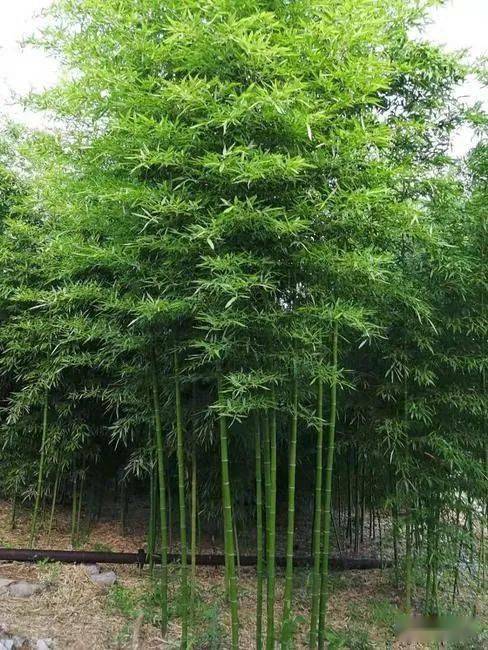 适合庭院的竹子品种图片