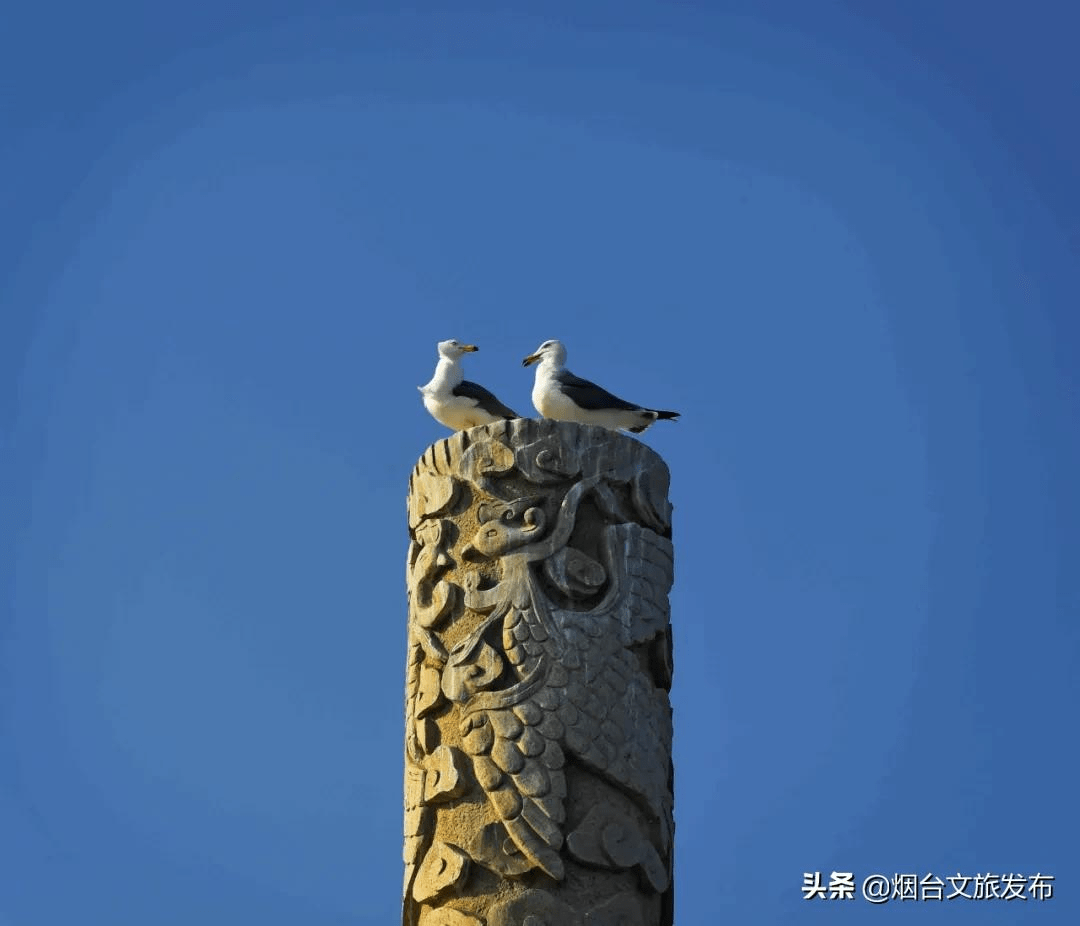 海鸥|葫芦里供的是八仙景，葫芦外追的是八仙境