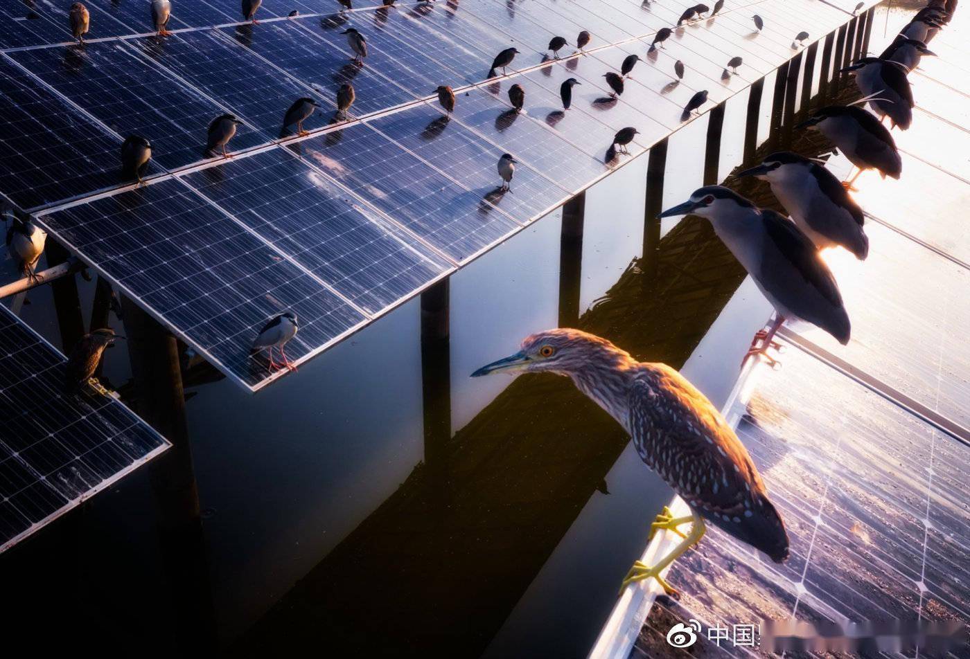 2021中国野生生物影像年赛摄影作品揭晓：感受生命力量