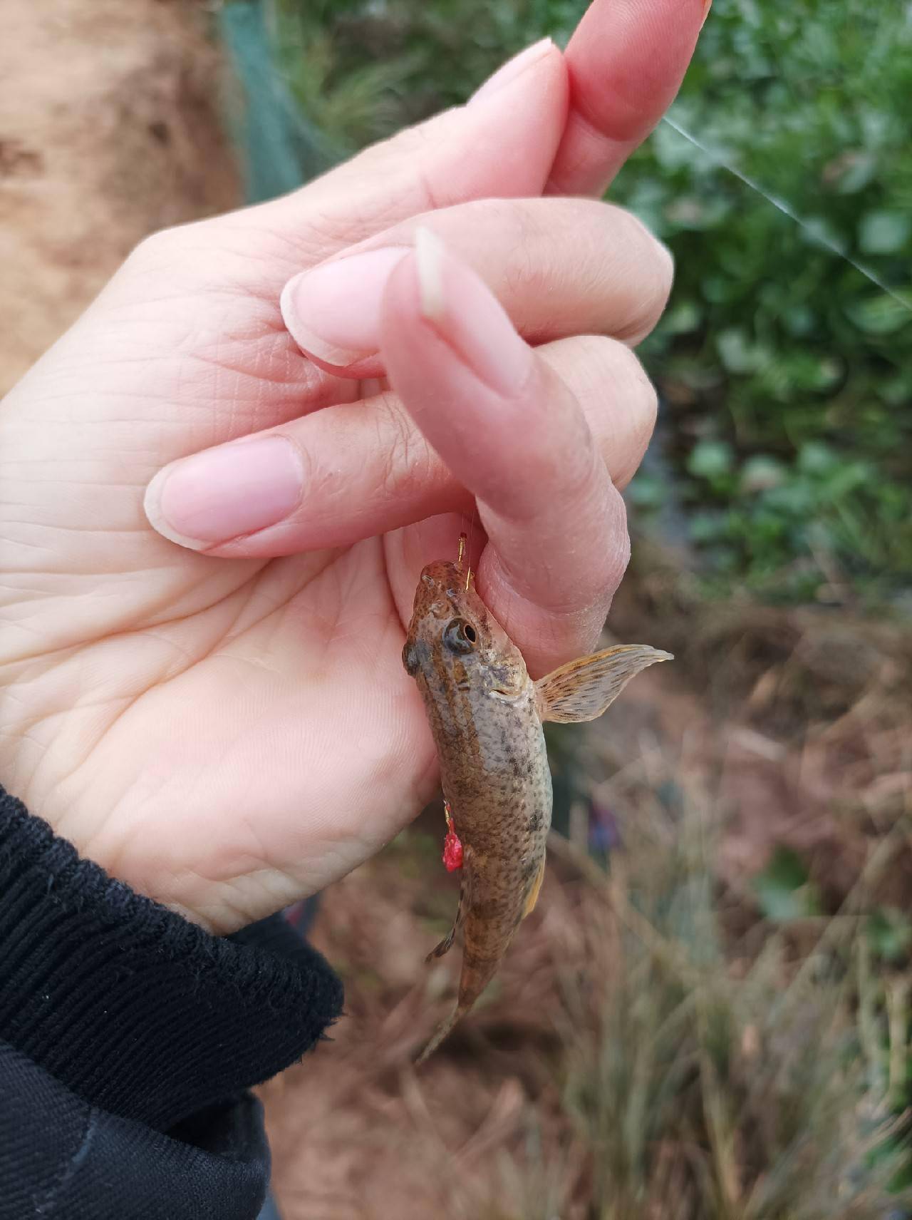 小白条,麦穗,麻沙沟,走一波!依旧未见鲫鱼口!