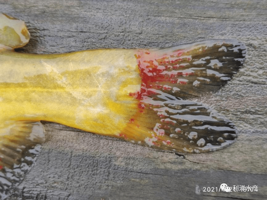 【每周一例】过塘后黄颡鱼链球菌病急性发病,大量死亡_mg