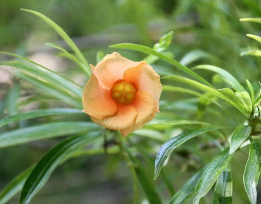 高颜值空心花花期长会爬墙花房花墙不是梦