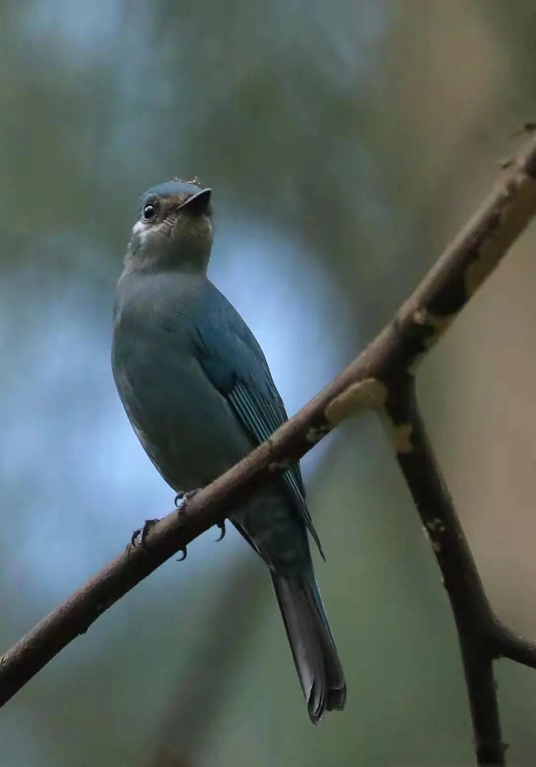 黑枕王鹟 | 可爱的蓝精灵 2020-12-22调皮的白眶鹟莺 2020-12-20黄眉