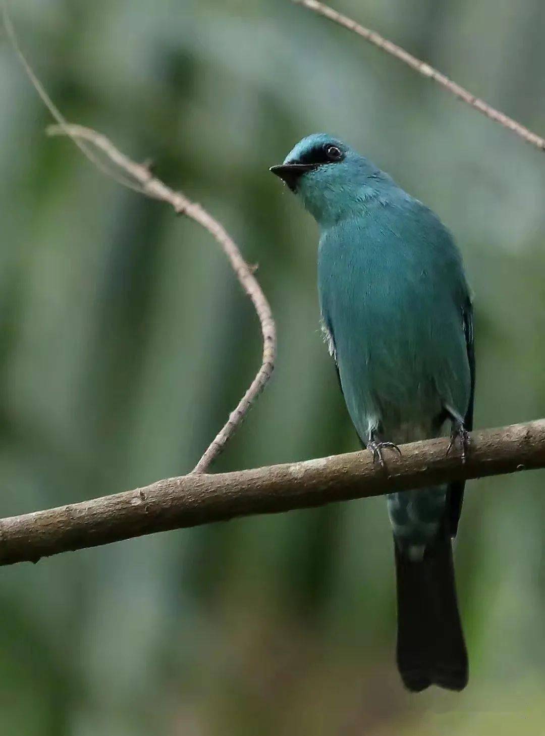 黑枕王鹟 | 可爱的蓝精灵 2020-12-22调皮的白眶鹟莺 2020-12-20黄眉