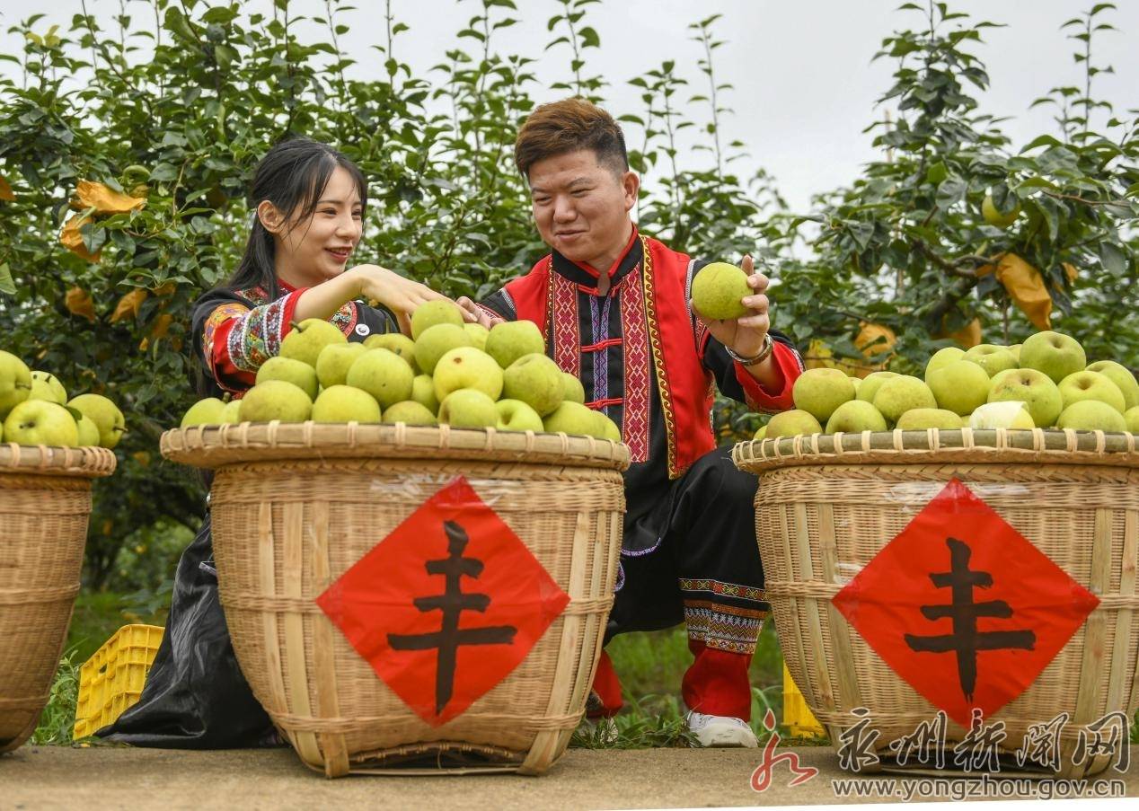 瑶山雪梨,湖南省永州市江华瑶族自治县特产,全国农产品地理标志.