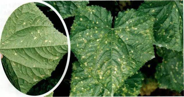 识别防治黄瓜靶斑病