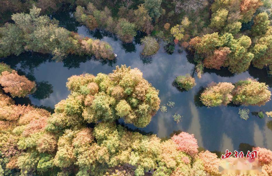 南京|南京紫金山燕雀湖初冬时节景如画