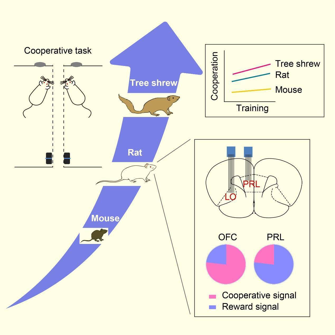 研究揭示哺乳动物合作行为演化及神经表征，可助治疗精神障碍