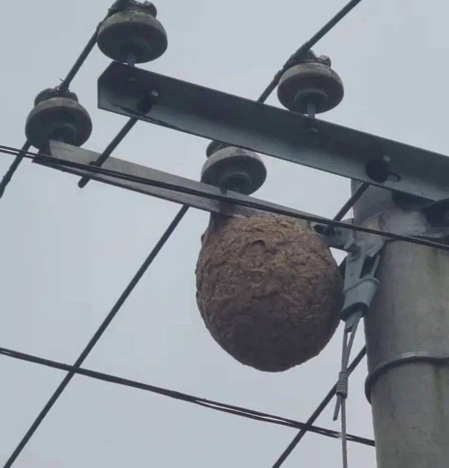 南部现多个马蜂窝体大如篮球还好有他们