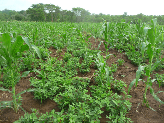 从粗放种植到精耕细作 非洲村庄的十年之变