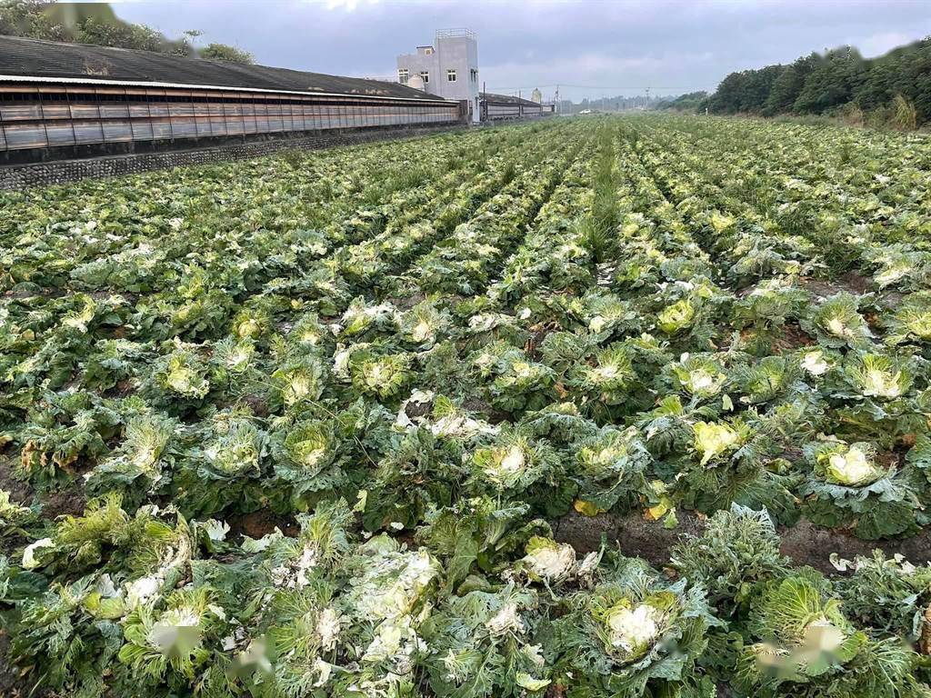 臺媒爆雲林縣一菜農2萬多棵圓白菜一晚被偷光菜農哭慘了