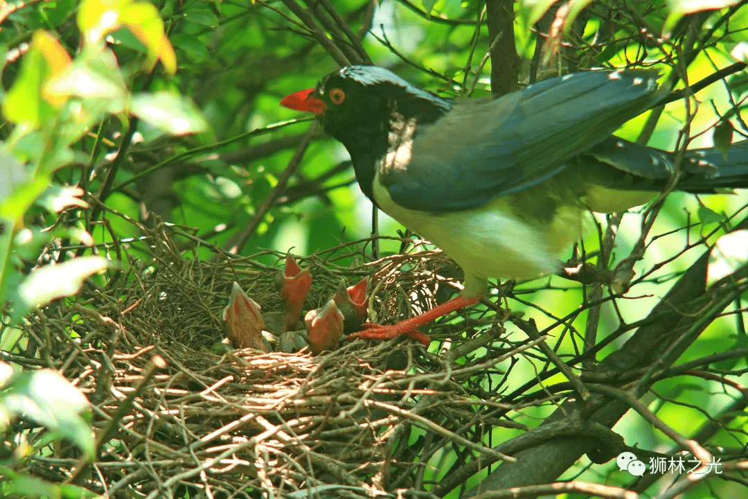 每年的3月至5月是红嘴蓝鹊的繁殖期,在此期间,亲鸟护巢性极强,性情