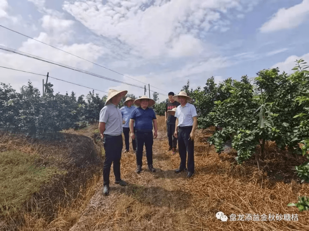 重慶榮昌|深耕四年,只為種出細香甜嫩的金秋國貨之光_盤龍鎮