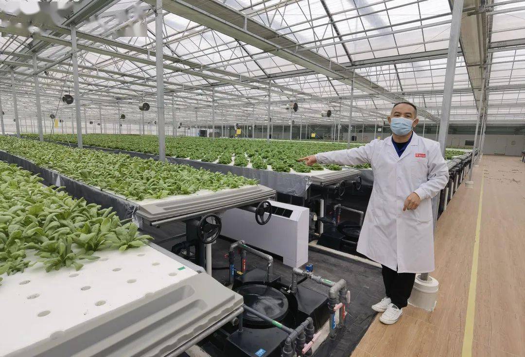 探秘神奇植物工场:京东全资打造,长在床上的蔬菜长啥样?